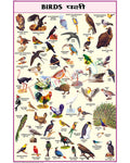 Birds Chart - Laminated, With Rollers, 50x70 cm, English and Hindi Combined
