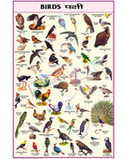 Birds Chart - Laminated, With Rollers, 50x70 cm, English and Hindi Combined