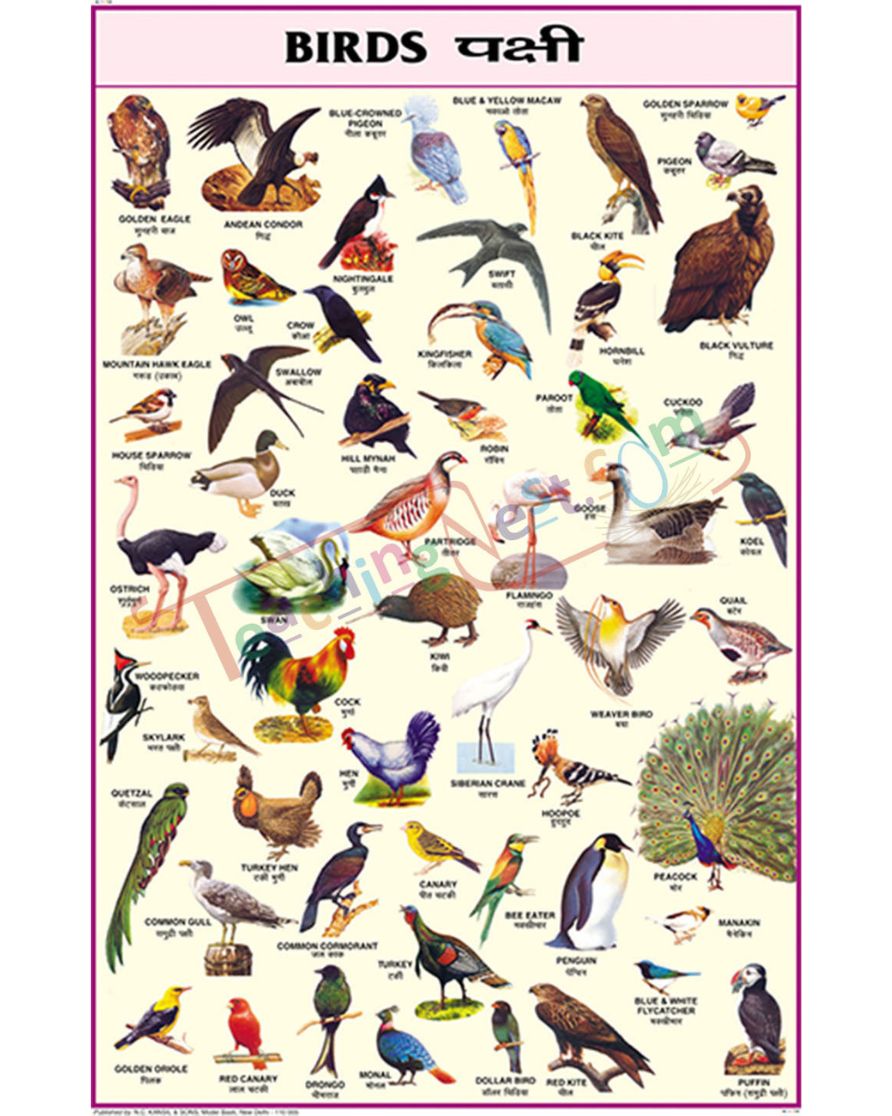 Birds Chart - Laminated, With Rollers, 50x70 cm, English and Hindi Combined