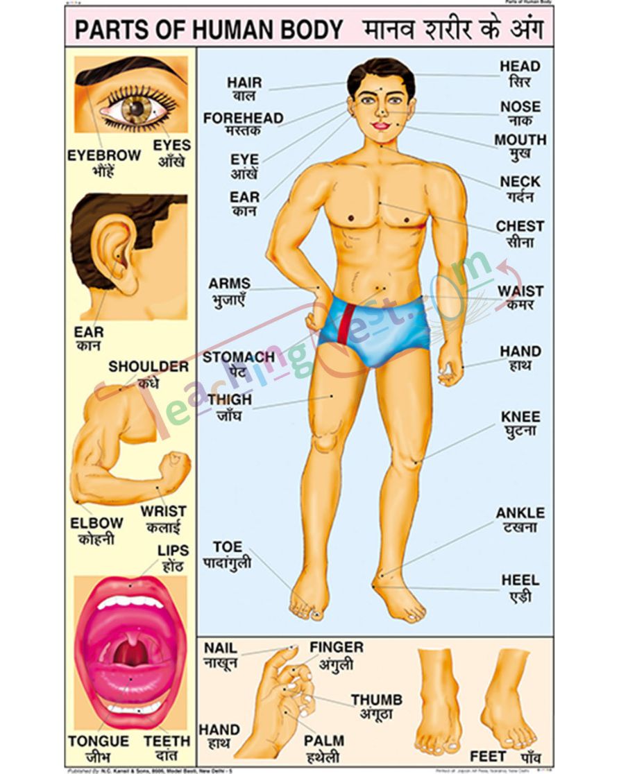 Parts of the Body Chart - Laminated, With Rollers, 50x70 cm, English and Hindi Combined