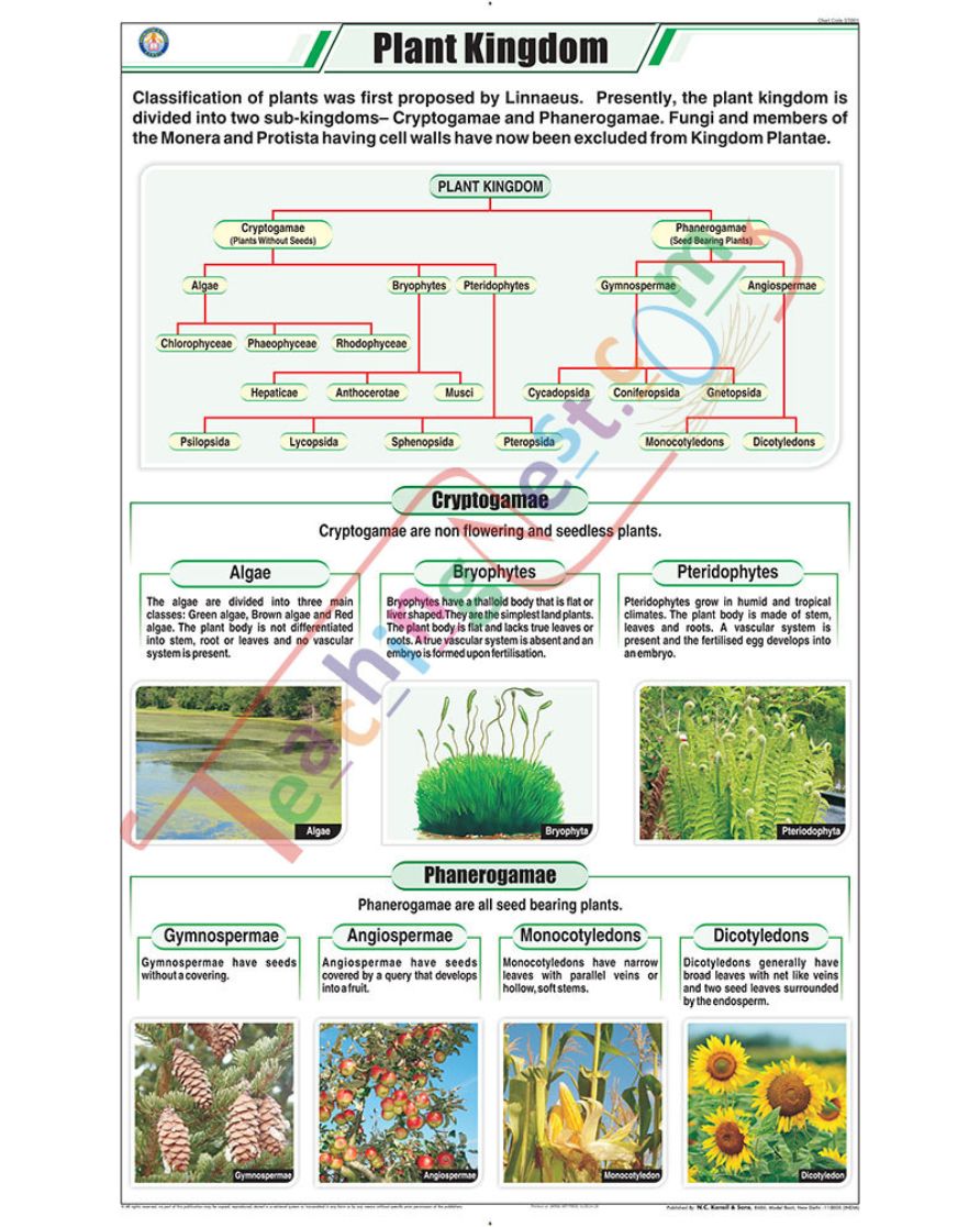 Plant Kingdom Chart - Laminated, With Rollers