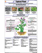 Typical Plant Chart - Laminated, With Rollers