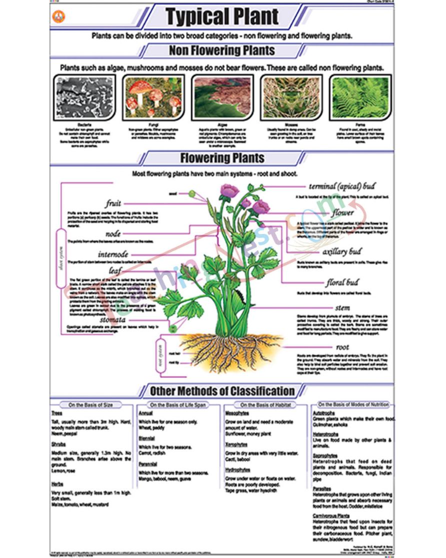 Typical Plant Chart - Laminated, With Rollers