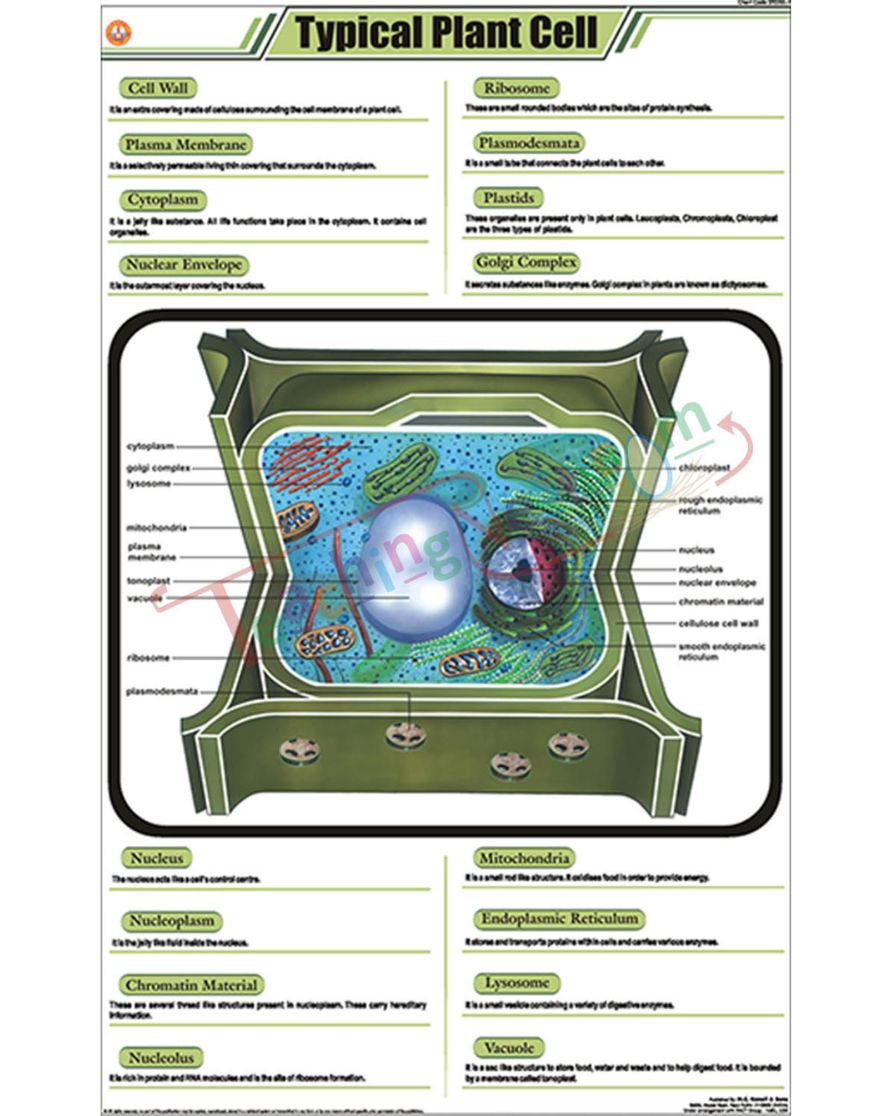 Typical Plant Cell Chart - Laminated, With Rollers