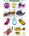 Plant Cell Organelles Chart - Laminated, With Rollers