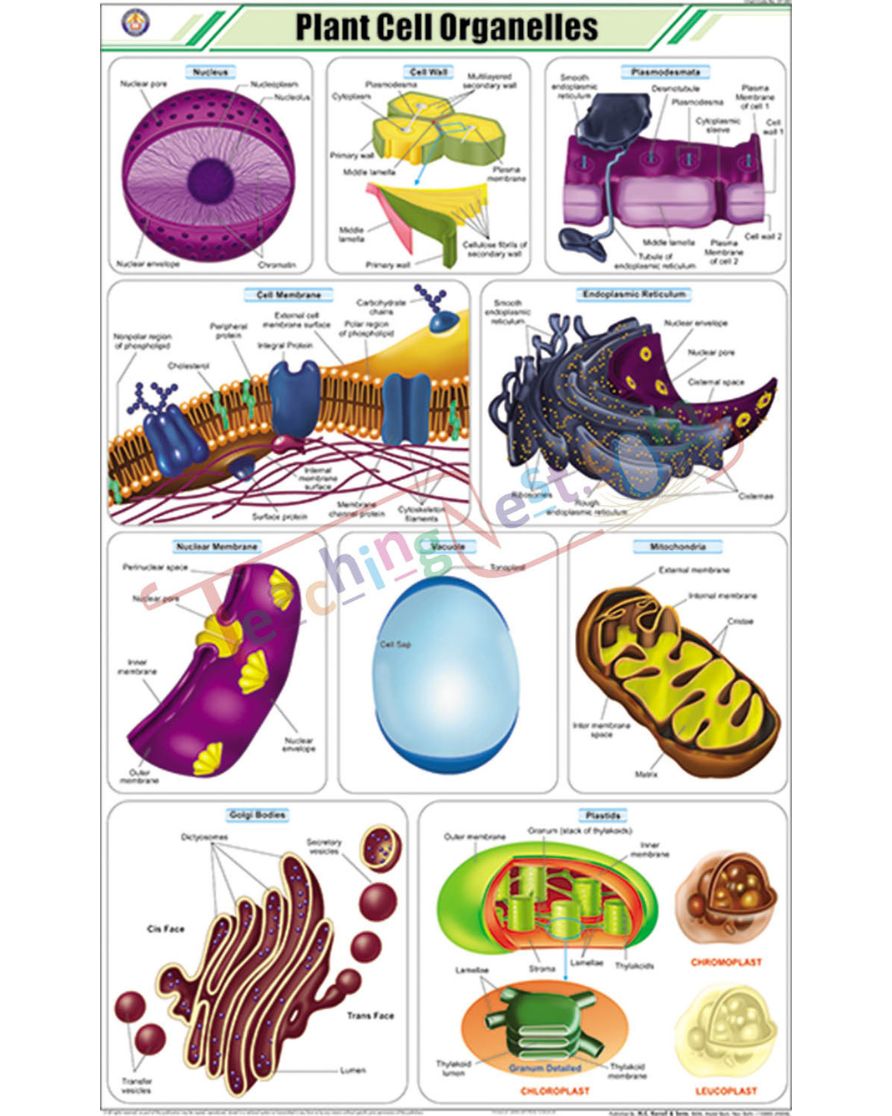 Plant Cell Organelles Chart - Laminated, With Rollers