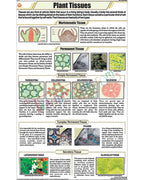 Plant Tissues Chart - Laminated, With Rollers