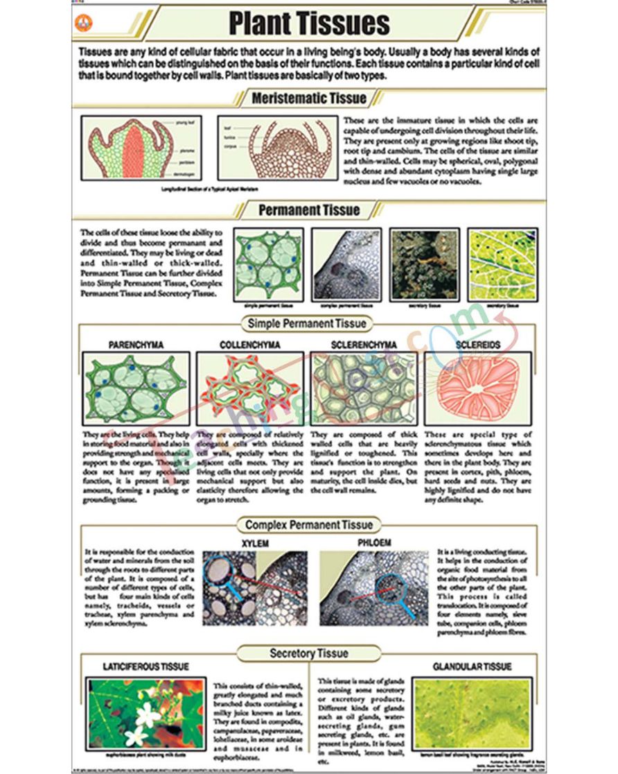 Plant Tissues Chart - Laminated, With Rollers
