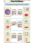 Plant Cell Mitosis Chart - Laminated, With Rollers