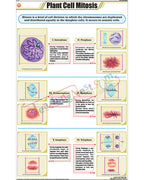Plant Cell Mitosis Chart - Laminated, With Rollers