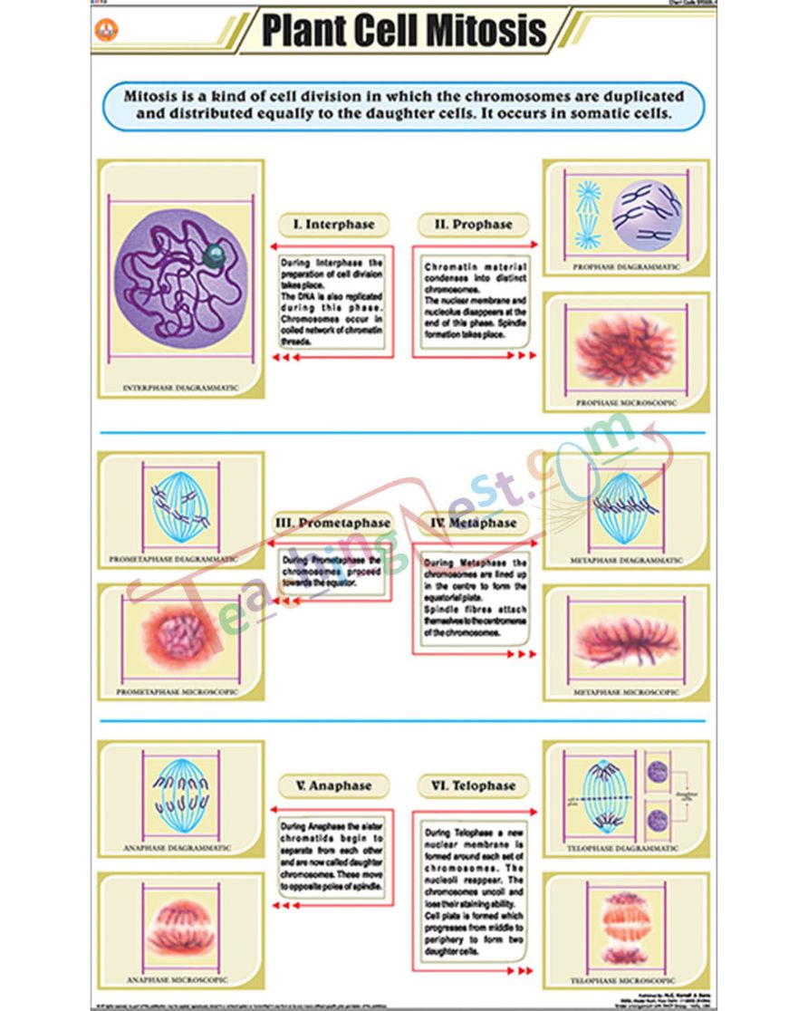 Plant Cell Mitosis Chart - Laminated, With Rollers