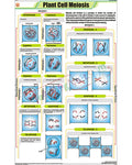 Plant Cell Meiosis Chart - Laminated, With Rollers
