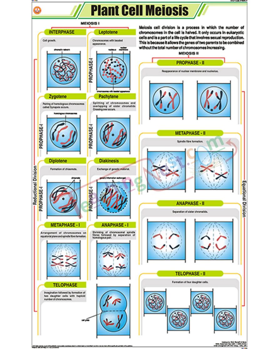 Plant Cell Meiosis Chart - Laminated, With Rollers