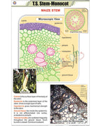 T.S. Stem - Monocot Chart - Laminated, With Rollers