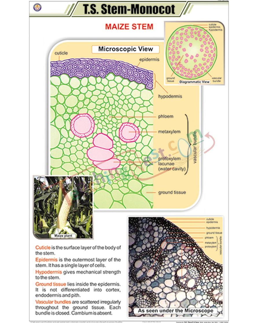 T.S. Stem - Monocot Chart - Laminated, With Rollers