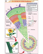T.S. Dicot Stem (Sunflower) Chart - Laminated, With Rollers