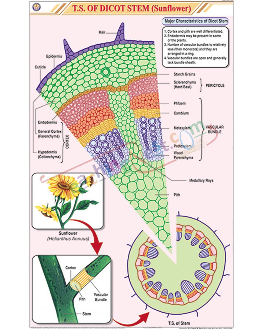 T.S. Dicot Stem (Sunflower) Chart - Laminated, With Rollers