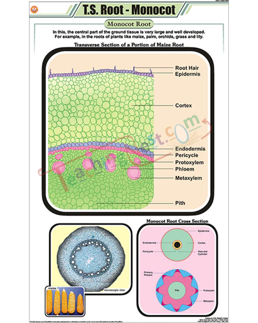 T.S. Root - Monocot Chart - Laminated, With Rollers