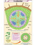 T.S. of Dicot Root Chart - Laminated, With Rollers