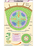 T.S. of Dicot Root Chart - Laminated, With Rollers