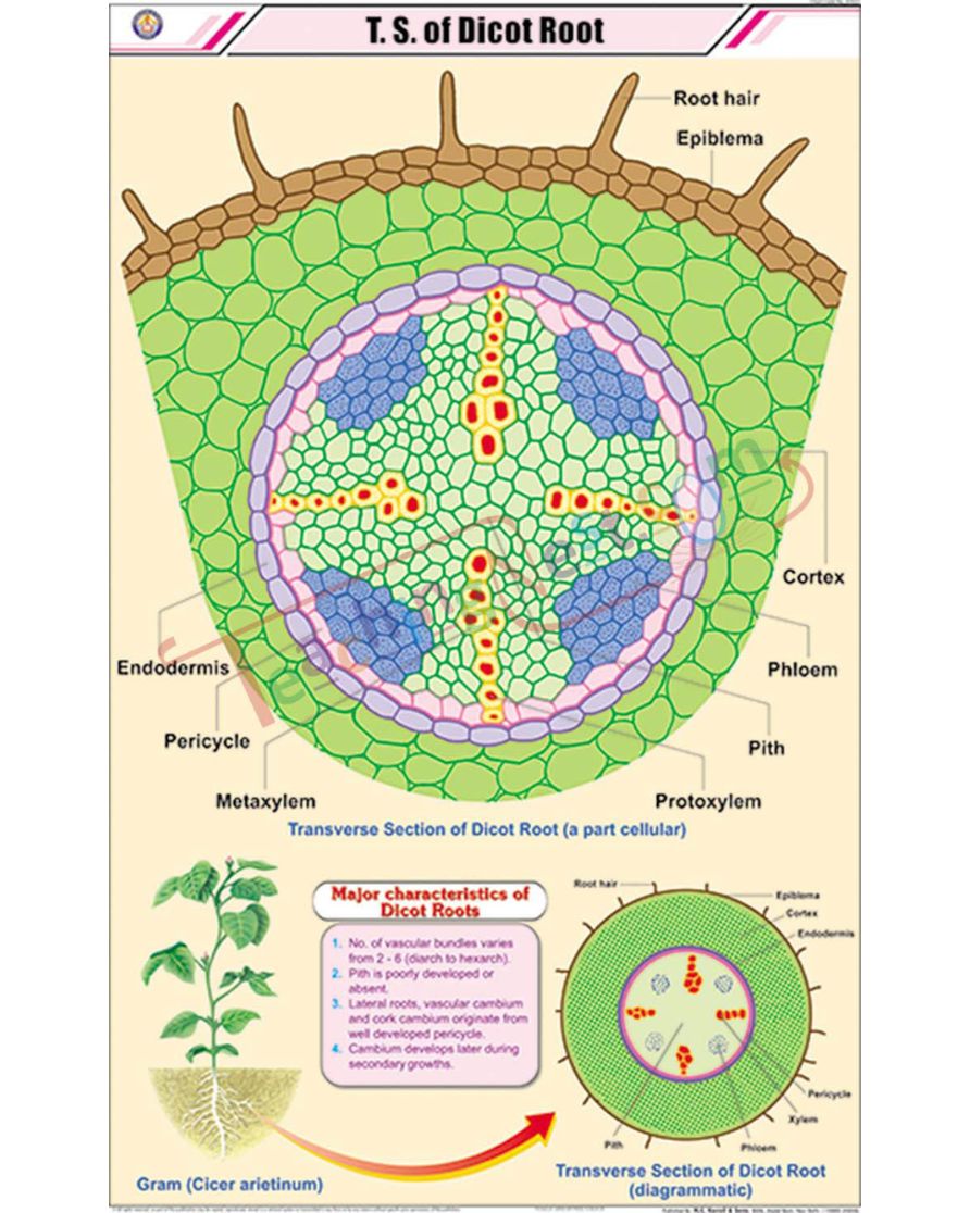 T.S. of Dicot Root Chart - Laminated, With Rollers