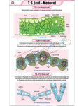 T.S. Leaf - Monocot Chart - Laminated, With Rollers