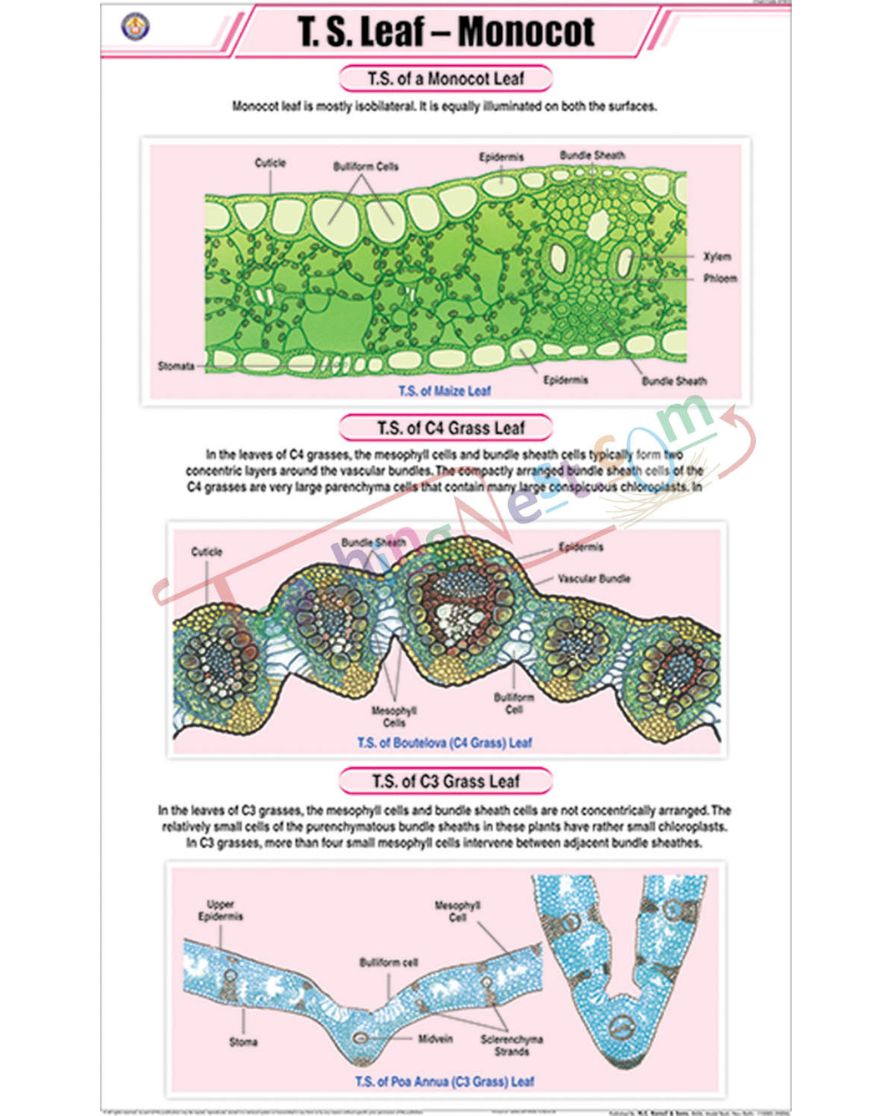 T.S. Leaf - Monocot Chart - Laminated, With Rollers