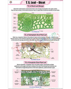 T.S. Leaf - Dicot Chart - Laminated, With Rollers