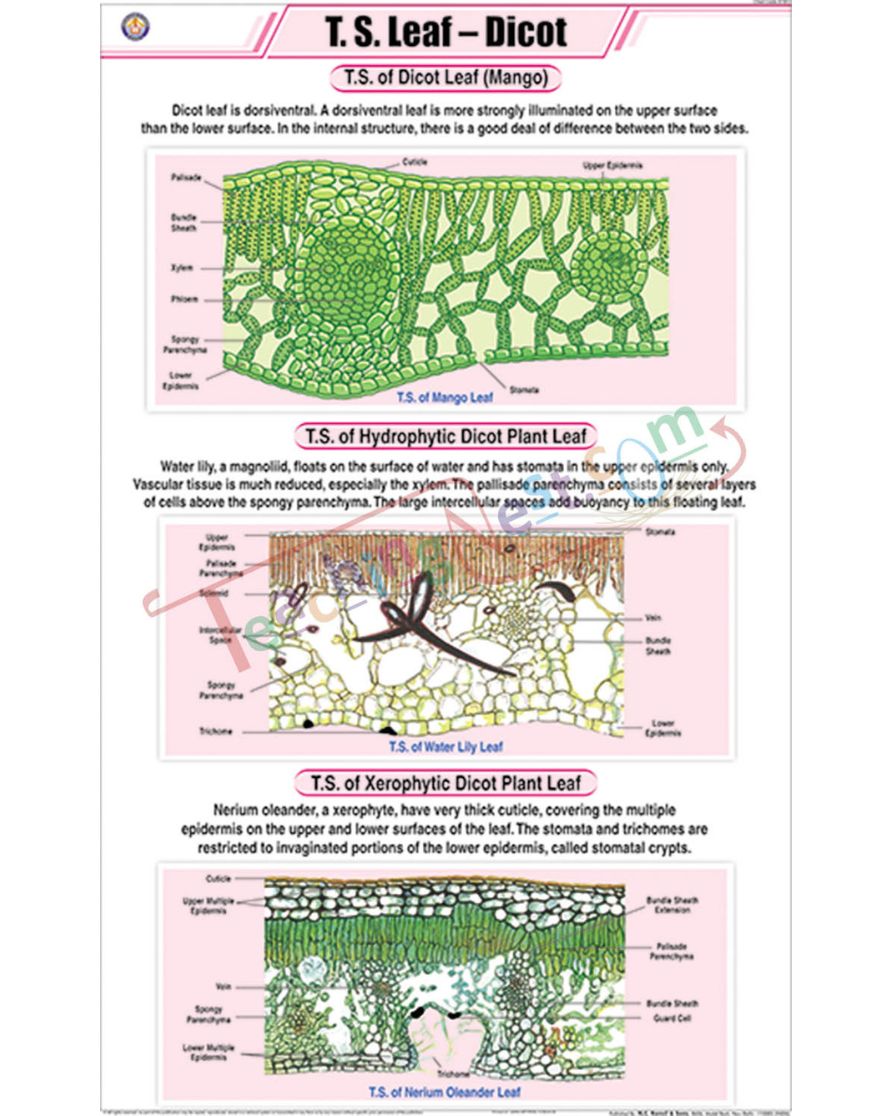 T.S. Leaf - Dicot Chart - Laminated, With Rollers