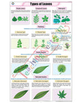 Types of Leaves Chart - Laminated, With Rollers