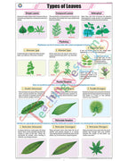 Types of Leaves Chart - Laminated, With Rollers