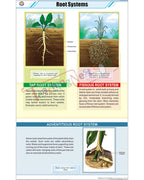 Root Systems Chart - Laminated, With Rollers