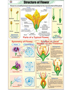 Structure of Flower Chart - Laminated, With Rollers