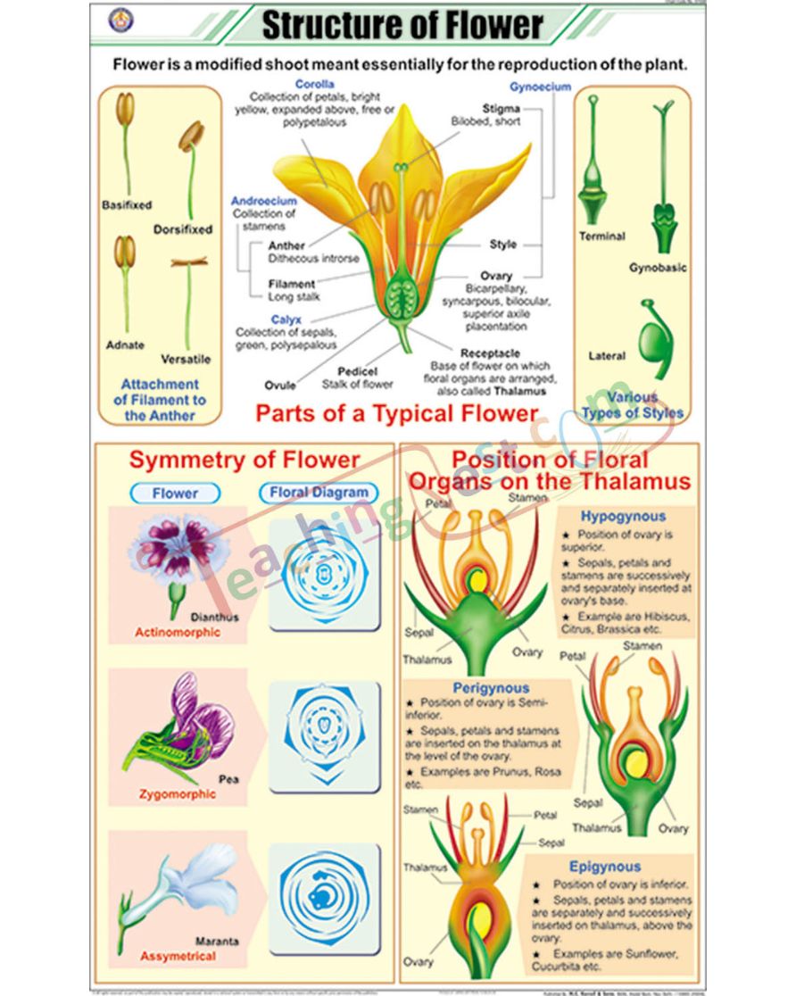 Structure of Flower Chart - Laminated, With Rollers