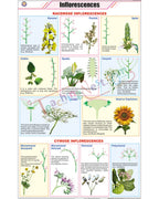 Inflorescences Chart - Laminated, With Rollers