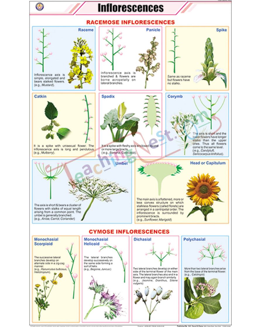 Inflorescences Chart - Laminated, With Rollers