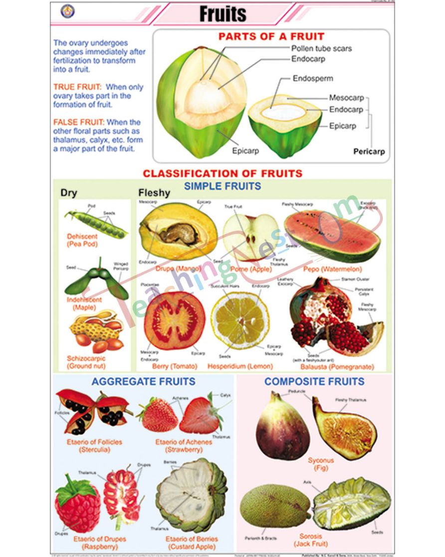 Fruits &amp; Their classification Chart - Laminated, With Rollers