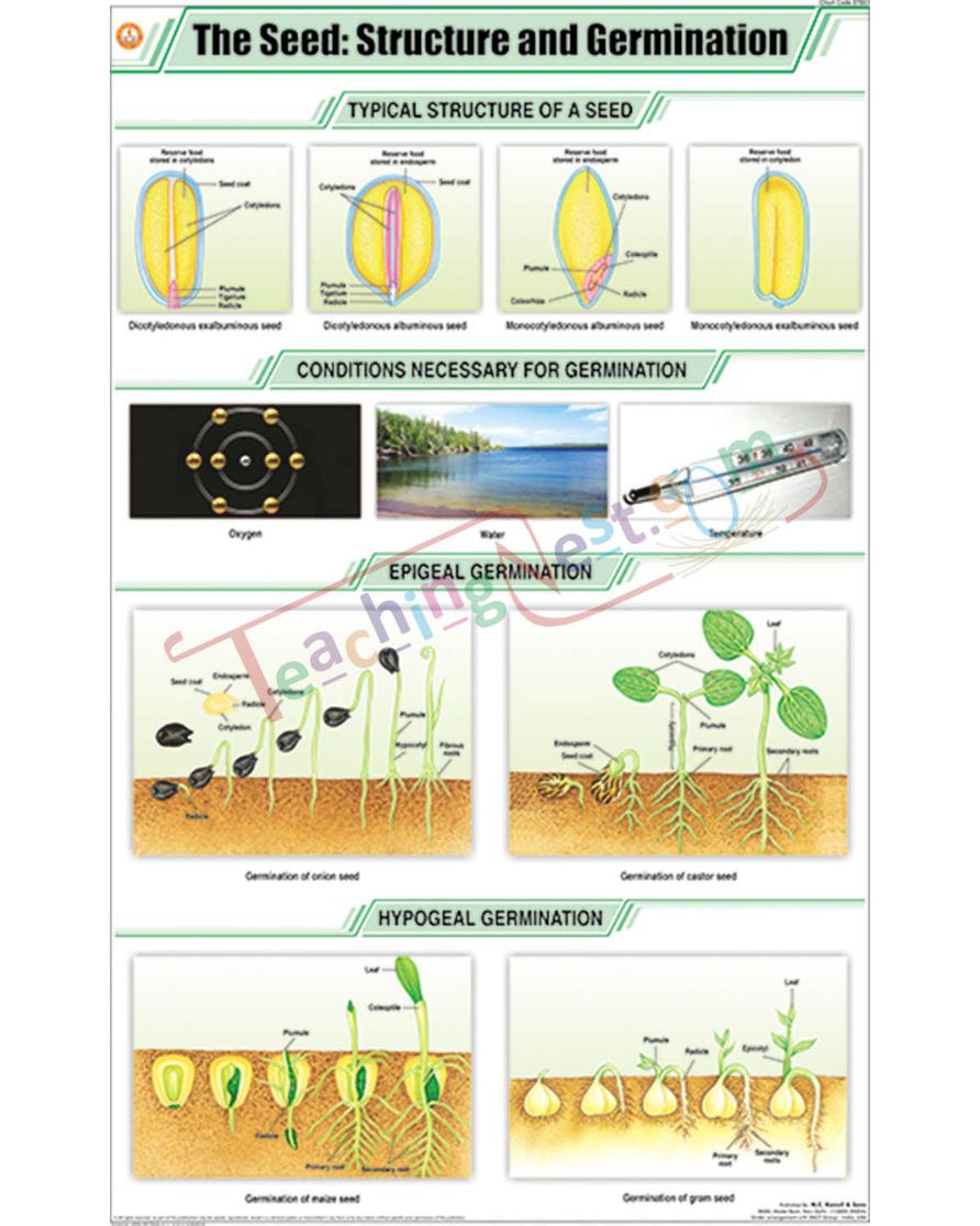 The Seed : Structure &amp; Germination Chart - Laminated, With Rollers