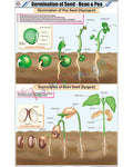 Germination of Seed - Bean &amp; Pea Chart - Laminated, With Rollers