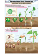 Germination of Seed - Bean &amp; Pea Chart - Laminated, With Rollers