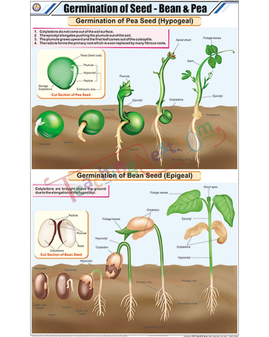 Germination of Seed - Bean &amp; Pea Chart - Laminated, With Rollers