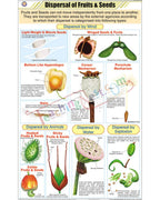 Dispersal of Fruits &amp; Seeds Chart - Laminated, With Rollers