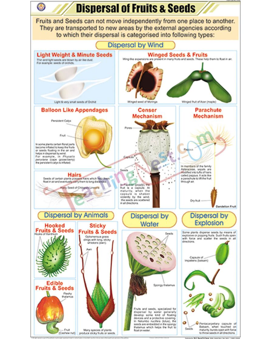 Dispersal of Fruits &amp; Seeds Chart - Laminated, With Rollers