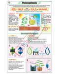 Photosynthesis Chart - Laminated, With Rollers
