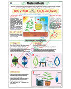 Photosynthesis Chart - Laminated, With Rollers
