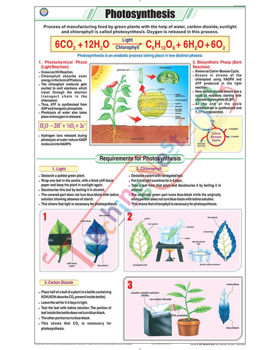 Photosynthesis Chart - Laminated, With Rollers