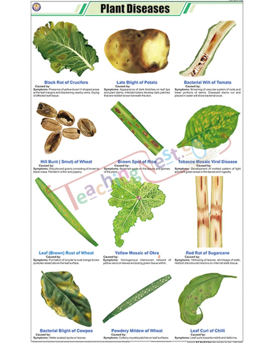 Plant Diseases Chart - Laminated, With Rollers