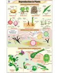 Reproduction in Plants Chart - Laminated, With Rollers