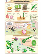 Reproduction in Plants Chart - Laminated, With Rollers