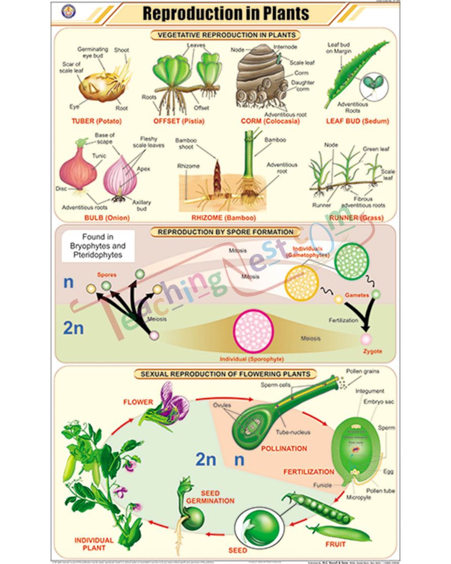 Reproduction in Plants Chart - Laminated, With Rollers